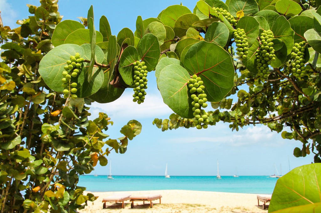 Sea grapes on the beach in Antigua
